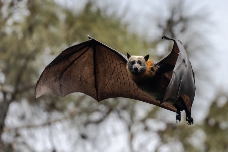 A bat with a large, grey head, dark body, 1 meter wingspan, black eyes, small pointed ears and a reddish-brown collar.