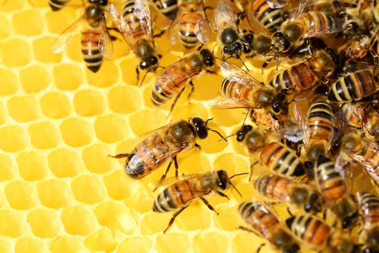 Bees hive with hundred of bees on yellow nest. They have black heads, thin clear wings, black rings around the bodies.