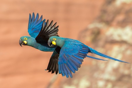 Two Lear's Macaws soar, sporting vivid blue plumage, dark accents on heads, wings, tails. Yellowish-green eyes, whitish eye-ring, yellow base on black bills.