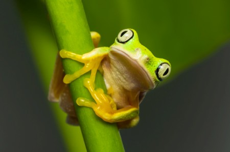 Lime-green Lemur leaf frog clinks on a branch. It has dark spots, white tummy, black eye line, no webbed yellow fingers and toes.