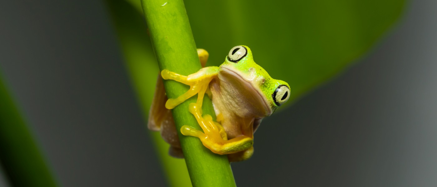 Lime-green Lemur leaf frog clinks on a branch. It has dark spots, white tummy, black eye line, no webbed yellow fingers and toes.