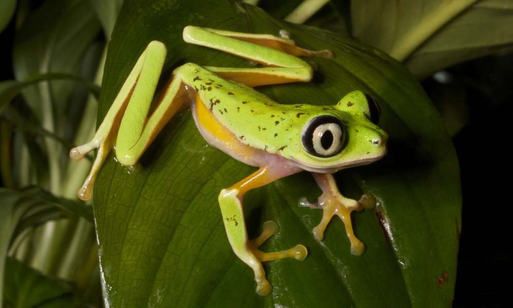 Lime-green Lemur leaf frog clink on a leaf. It has dark spots, white tummy, black eye line, no webbed yellow fingers and toes.