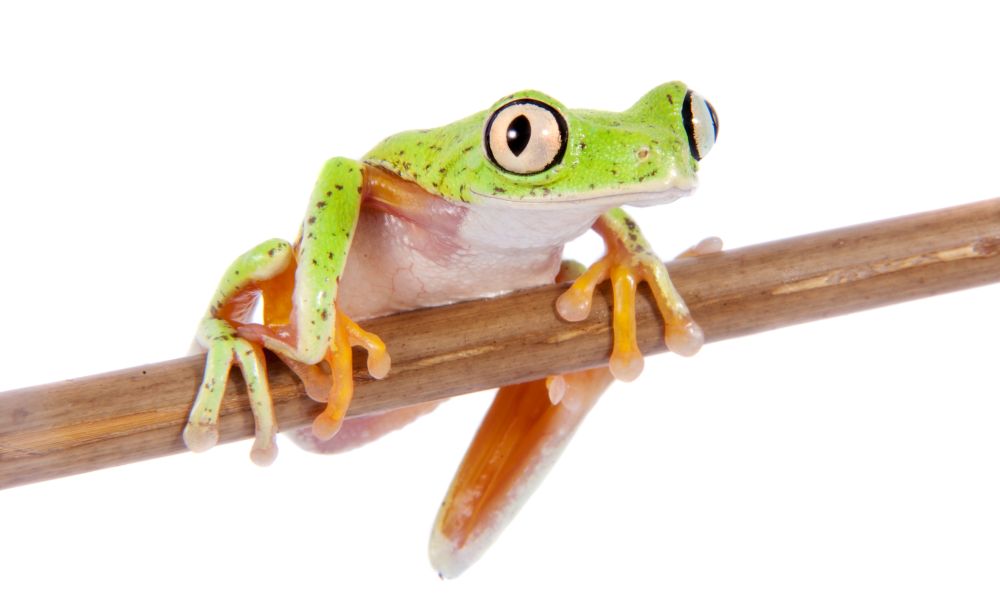 Lime-green Lemur leaf frog clink on a stick. It has dark spots, white tummy, black eye line, no webbed yellow fingers and toes.