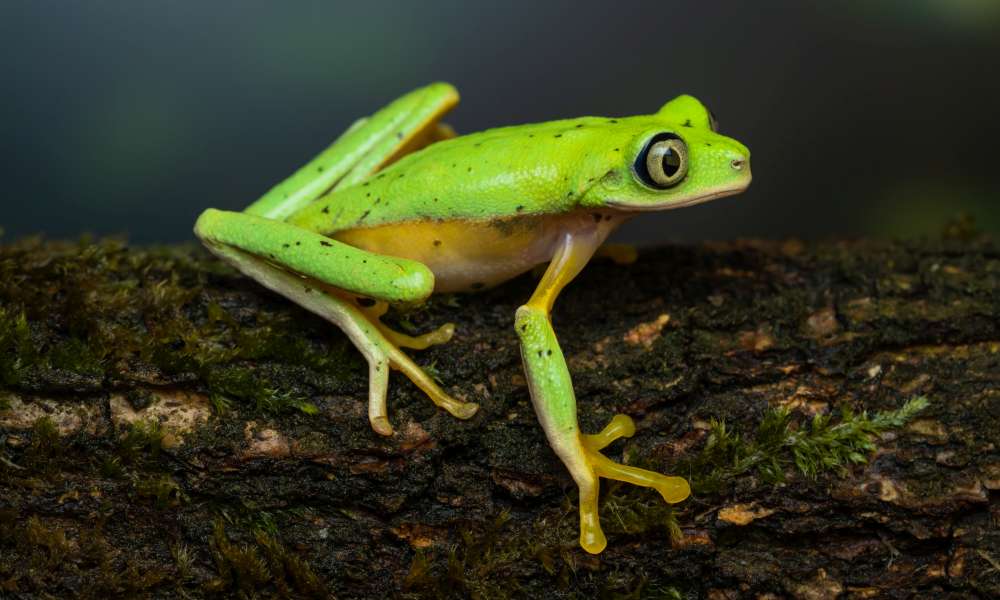 Lime-green Lemur leaf frog on a mossy log. It has dark spots, white tummy, black eye line, no webbed yellow fingers and toes.