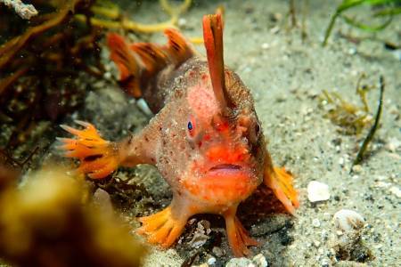 Red handfish with boxy head, blue eyes, red-orange round body with dark spots all over, wart-like skin, hand-like fins.