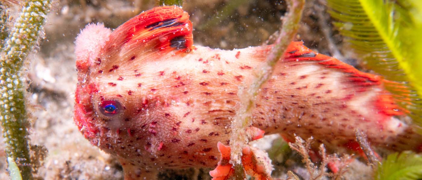 Red handfish with boxy head, blue eyes, red-orange round body with dark spots all over, wart-like skin, hand-like fins.