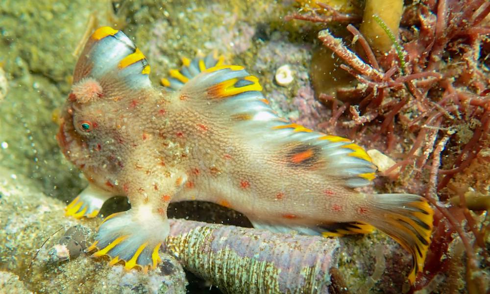 Red handfish with boxy head, blue eyes, red-orange round body with dark spots, wart-like skin, yellow-striped hand-like fins.