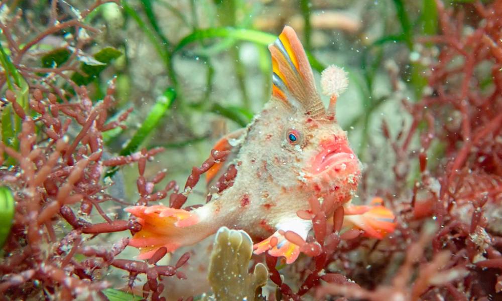 Red handfish with boxy head, blue eyes, red-orange round body with dark spots, wart-like skin, yellow-striped hand-like fins.