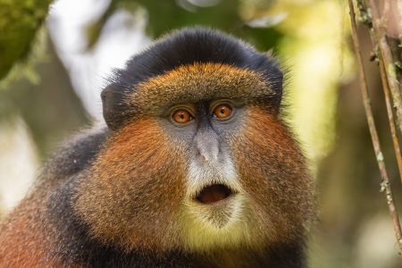 A female golden monkey with left hand holds to a mossy branch, eyes are golden and big, golden-orange long fur on face and back.