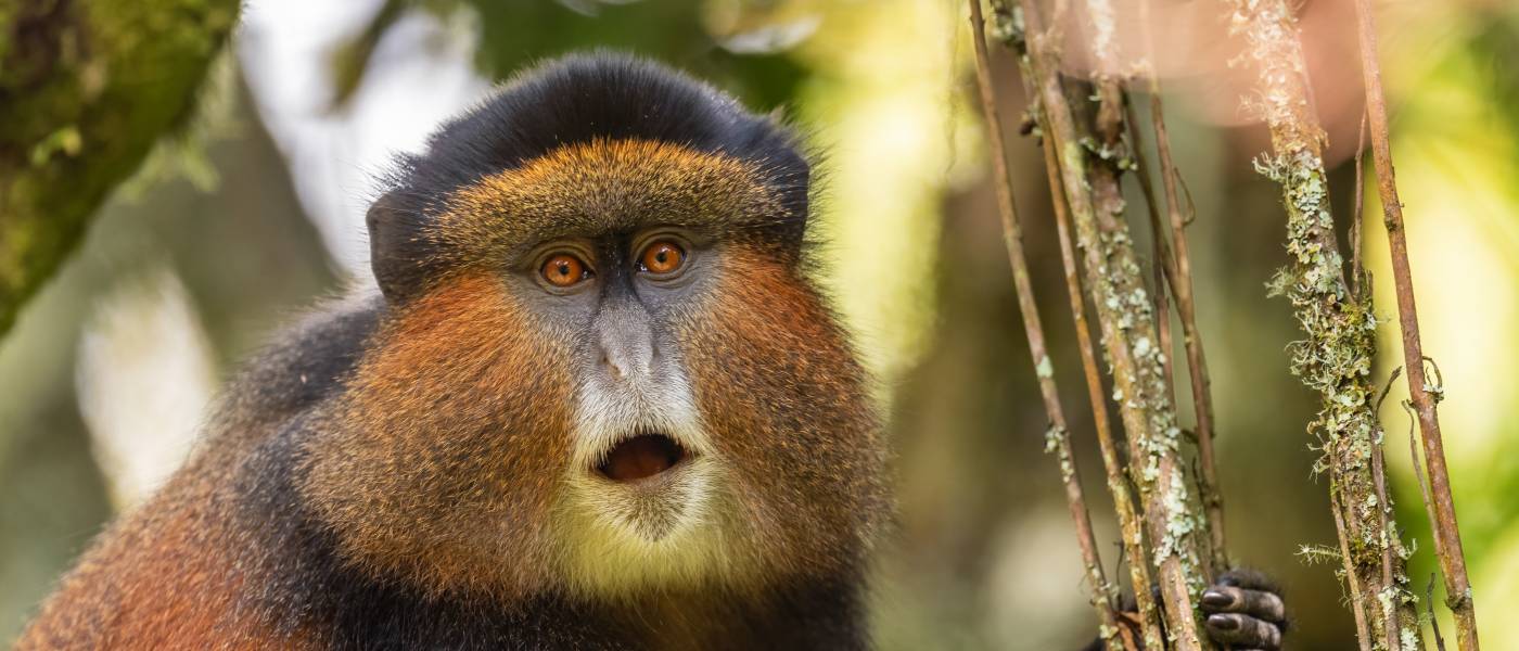 A female golden monkey with left hand holds to a mossy branch, eyes are golden and big, golden-orange long fur on face and back.