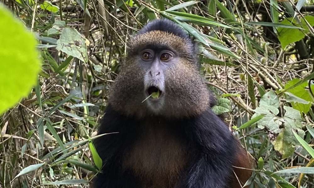 golden monkey looks surprised with brown eyes and mouth open, black long fur  with lighter patch on forehead, golden-orange patch on the back, upper flank.