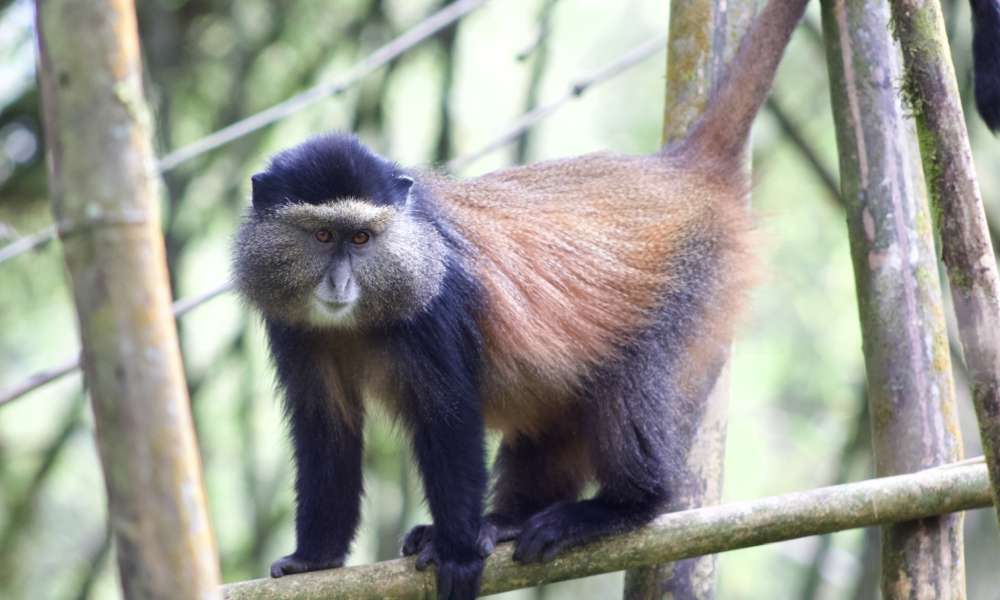 A golden monkey stands on a branch with brown eyes, long tail curve up, black hair with a golden-orange patch on the back,upper flank, haft of the tail.