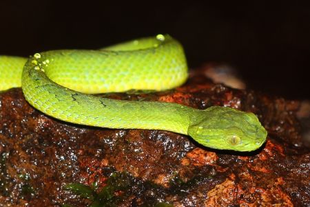 A green March's Palm Pit Viper on a wet brown log. It has slender body with a triangular-shaped head, large eyes with vertical pupils, yellowish belly.