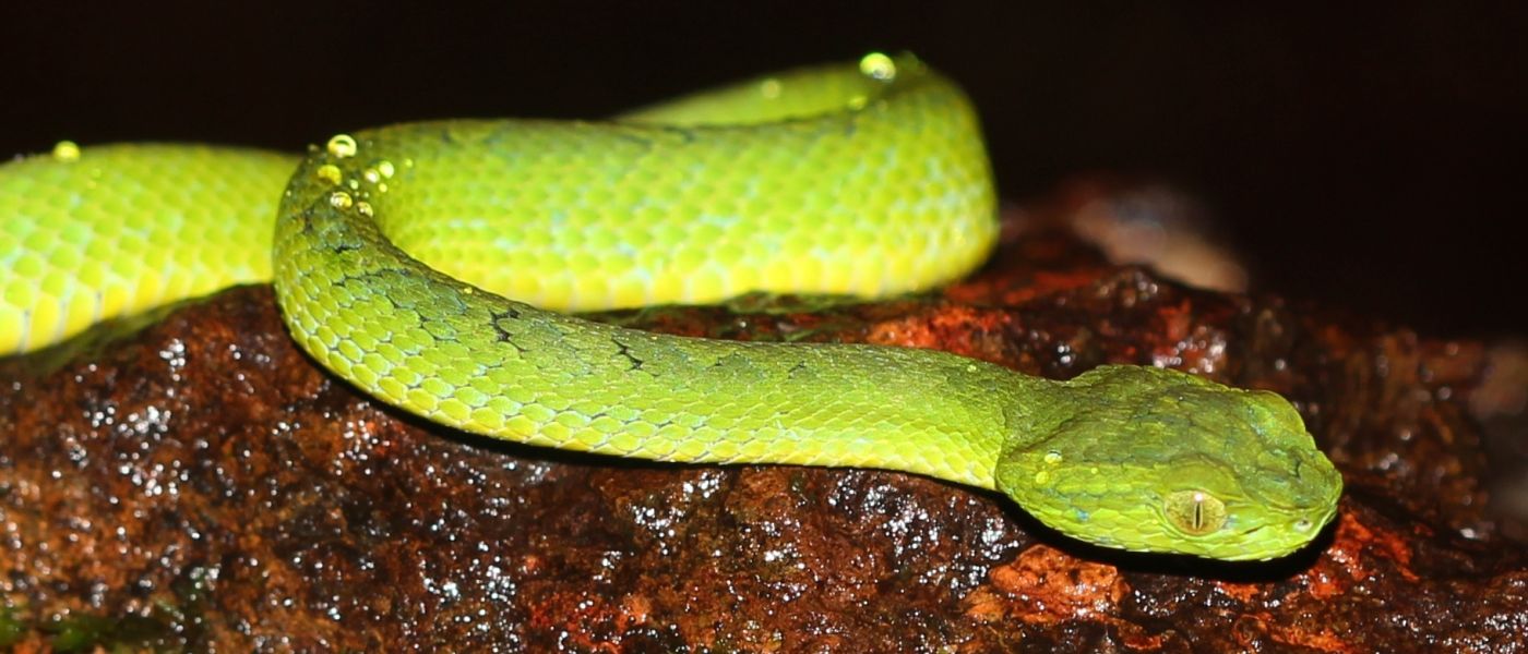 A green March's Palm Pit Viper on a wet brown log. It has slender body with a triangular-shaped head, large eyes with vertical pupils, yellowish belly.