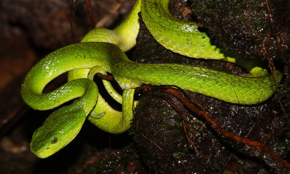 A green March's Palm Pit Viper on mossy wet rock. It has slender body with a triangular-shaped head, large eyes with vertical pupils, yellowish belly.