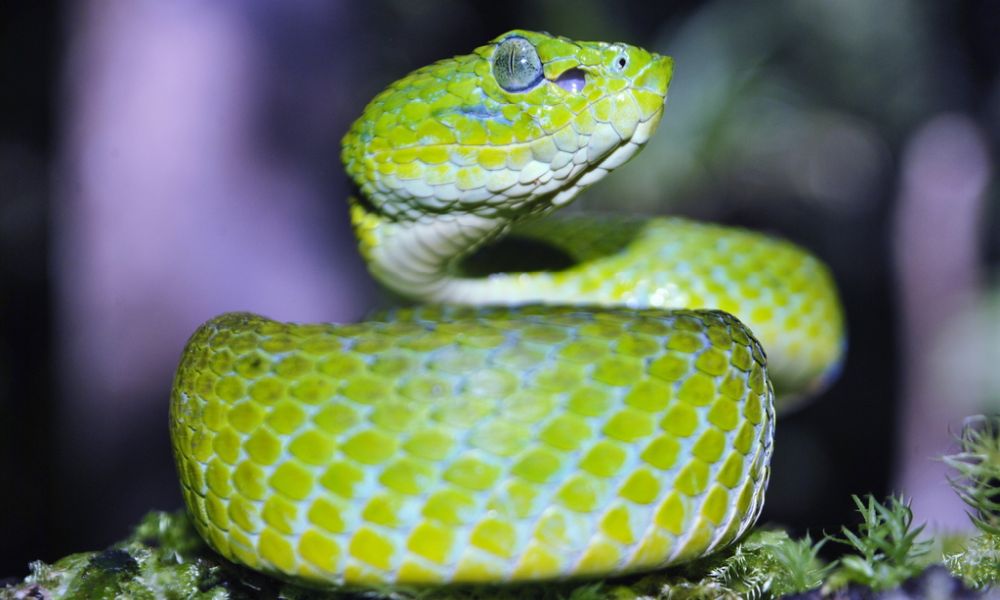 A green March's Palm Pit Viper rolling body in circle. It has slender body with a triangular-shaped head, large eyes with vertical pupils, yellowish belly, scales are edged with turquoise.