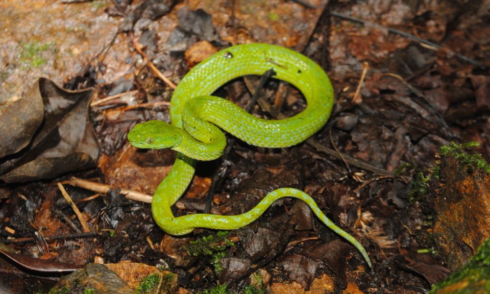 A green March's Palm Pit Viper on the wet ground. It has slender body with a triangular-shaped head, big green eyes with vertical pupils, yellowish belly, scales are edged with turquoise.