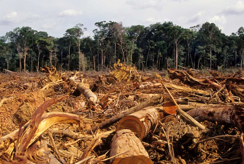 A photo shows big dark green trees in the rainfoest being cut down into short and long chunks and lying on the yelowish dust ground.