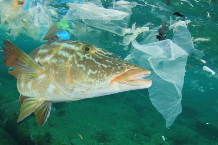 Big fish eating plastic trash in the polluted ocean.