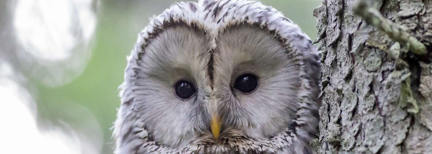 An Ural owl (Strix Uralensis) sits by the tree on the light green and white background. Its beak is yellow and its eyes are black and big, feathers are fluffy and white with some grey.