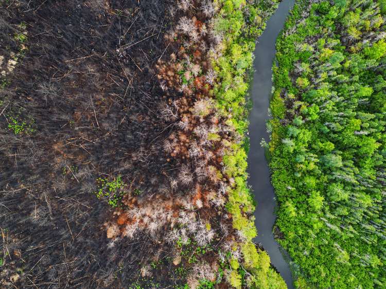 Aerial view a wetland stillwater surrounded by wildfire damage.