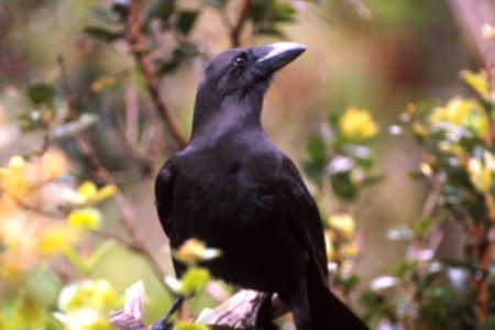 A Hawaiian Crow perches on a tree, it has back feather and light grey legs.