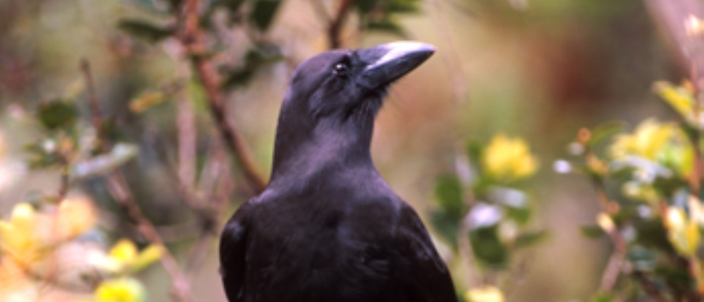 A Hawaiian Crow perches on a tree, it has back feather and light grey legs.