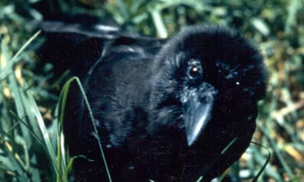 A Hawaiian Crow perches on grass, it has black feather and light grey legs.