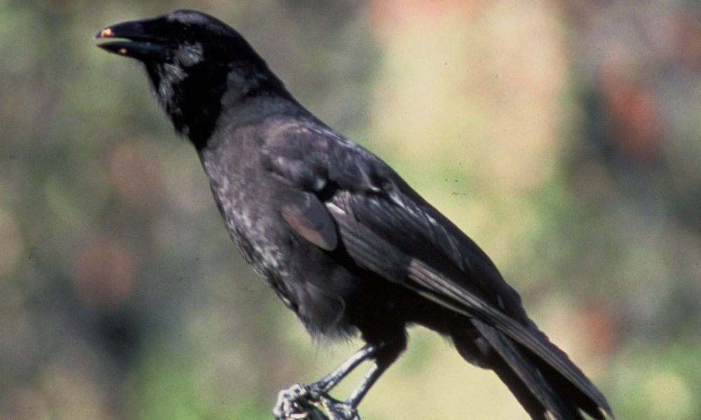 A Hawaiian Crow perches on a dried grey twig, it has back feather and light grey legs.