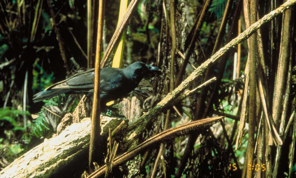 A Hawaiian Crow perches pearched on log, it has back feather and light grey legs.