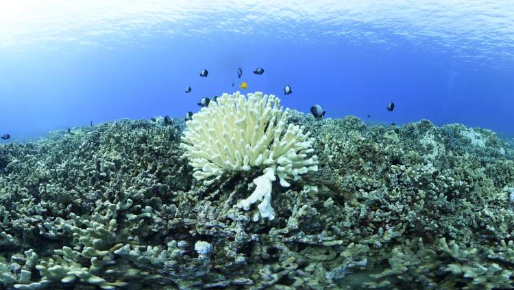 Small black, white, and yellow fish swim around bleached and dead coral reefs in the blue ocean backdrop