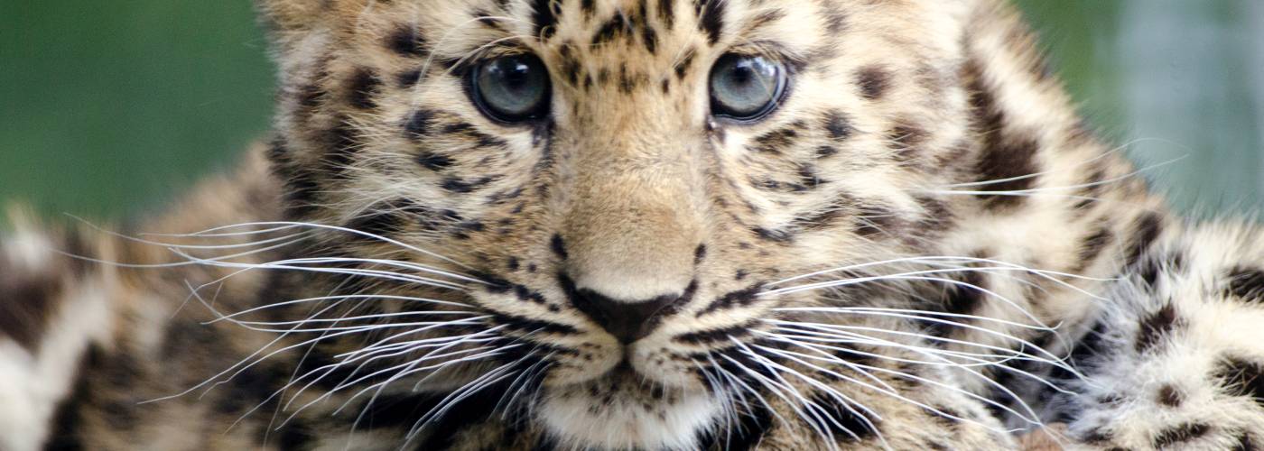 A close-up image of an Amur Leopard cub looks straightforward.  It has a pale thick fur coat, and big and dark, unbroken rings. Eyes are grey., white whiskers.