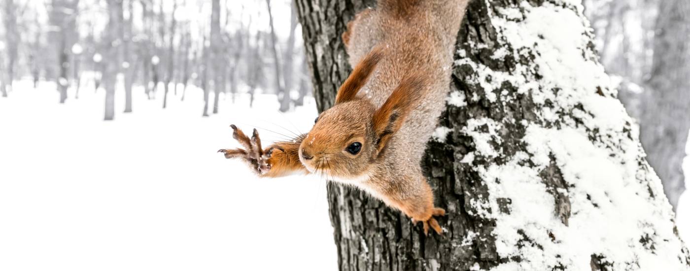 A red squirrel sitting on tree trunk cover with snow in winter forest with held out paw, black eyes look straight.