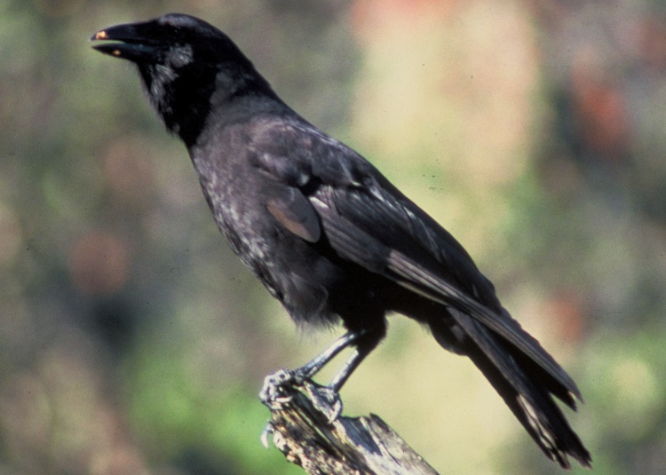 A Hawaiian Crow perches on a dried grey twig, it has back feather and light grey legs.