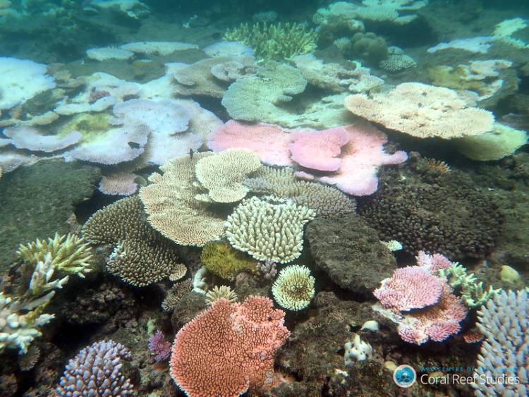 A diverse bleached tabular corals reef with pink, white, and beige corals, featuring various shapes.