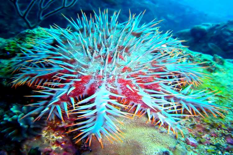 Bright red starfish with blue-white, orange tipped spikes atop the sea floor.