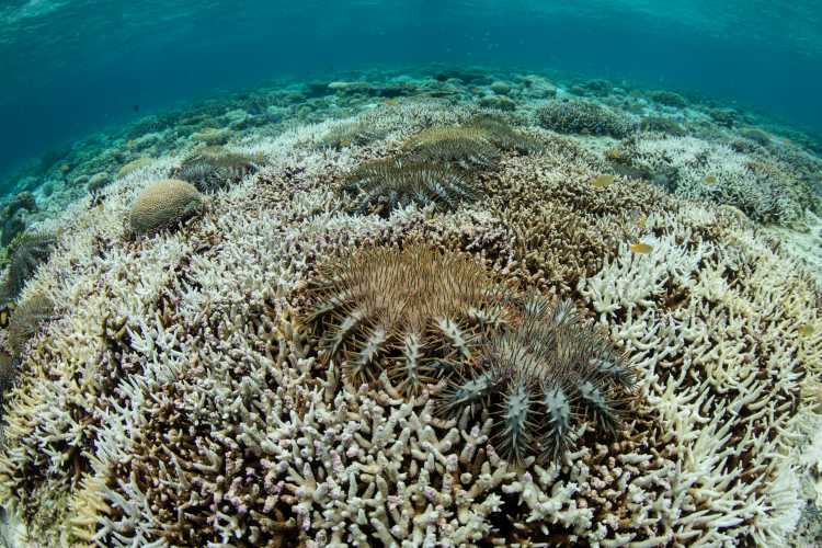 Several brownish crown-of-thorns starfish with dull blue-green spikes atop a bleached white, grey staghorn coral reef.