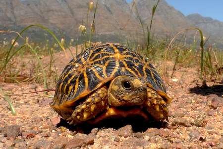 A critically geometric tortoise sitting on the sandy gound cover with small brown and reddish stones, wild cream flowers and weeds behind. Its shell has black and yellow patterns of triangle shapes.