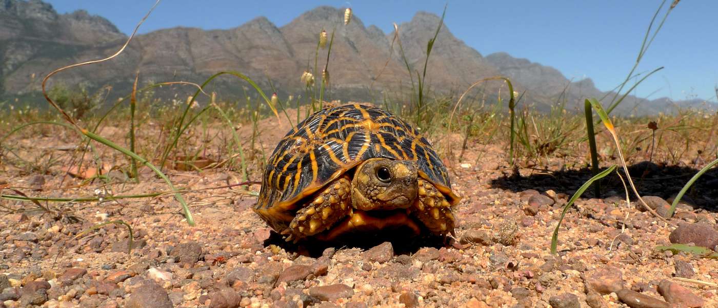 Tortoise sitting on the sandy gound cover with small brown, reddish stones, wild cream flowers, weeds behind. Its shell has black , yellow patterns of triangle shapes.