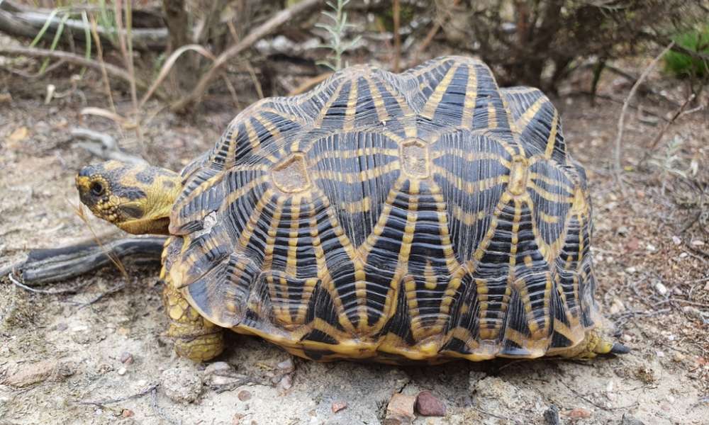 geometric tortoise seats on the sadndy ground. Its shell has black and yellow patterns of triangle shapes, small head and eyes.