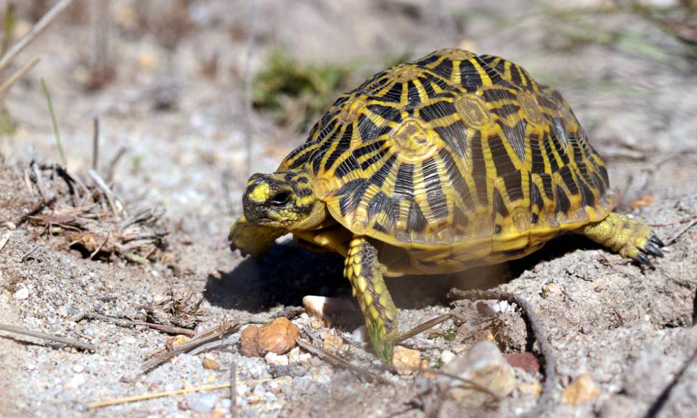 eometric tortoise seats on the sandy ground. Its shell has black and yellow patterns of triangle shapes, small head and eyes, sharp black claws.