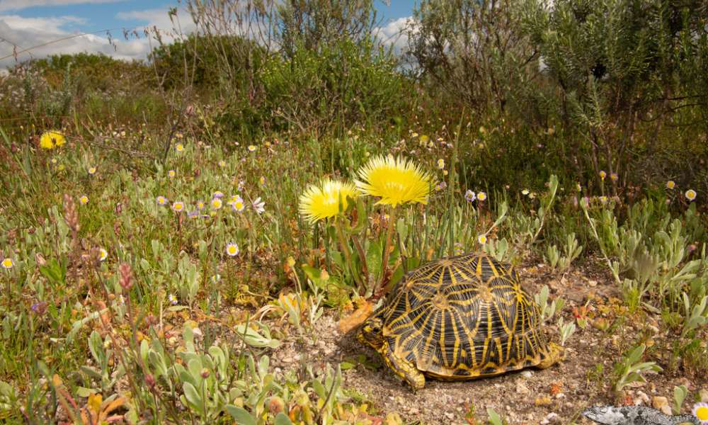 geometric tortoise seats on the ground cover with little stones, yellow and purple flowers. Its shell has black and yellow patterns of triangle shapes, small head and eyes.