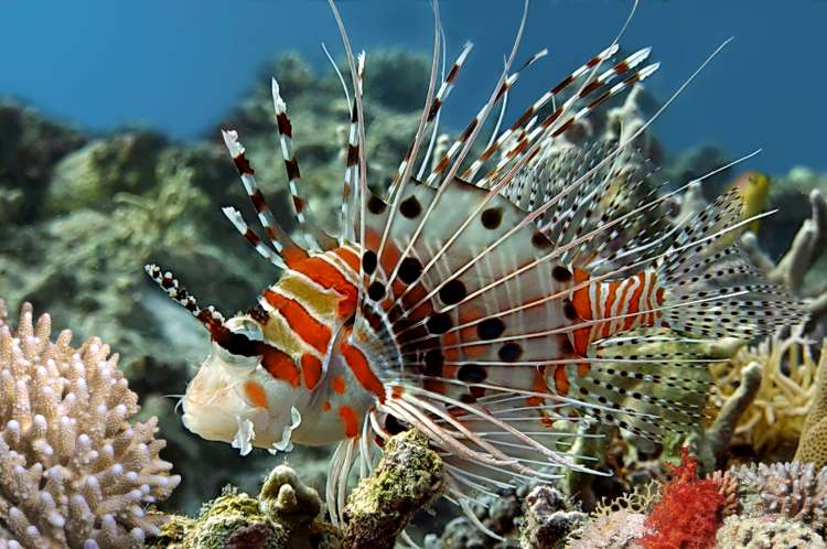 Spotfin lionfish (Pterois antennata) has red, white, and black vertical stripes along the body. Its most striking feature is its large, fan-like pectoral fins and tall, quill-like dorsal fins, lacking connective tissue, giving them a spiny look. There is a scattering of dark spots on the anal, dorsal and caudal fins.