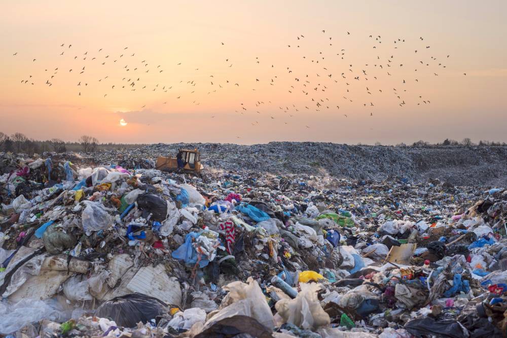 An image of gulls flying over a European landfill, a vast sea of garbage stretching to the forest, attracting birds and rodents in search of food.