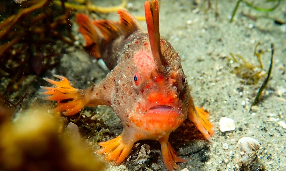 Red handfish with boxy head, blue eyes, red-orange round body with dark spots all over, wart-like skin, hand-like fins.