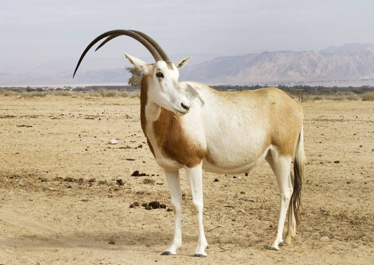 Scimitar-horned Oryx on cream ground: long curved horns, reddish neck, white coat with brown markings, black stripe, tufted tail.