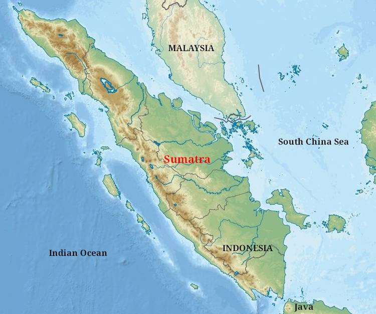 Map of Sumatra island where sumatran tiger lives in Indonesia marks with dark green and some light cream background and light blue South China Sea on the right, dark blue Indian ocean bottom on the left.