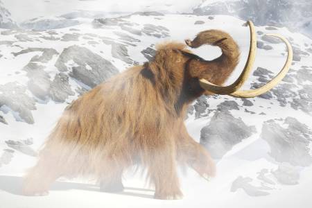 Illustration of woolly mammoth. It has small eyes, light brown, long, thick, woolly fur and long, white, curved tusks.