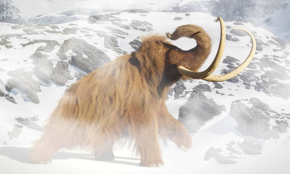 Illustration of woolly mammoth. It has small eyes, light brown, long, thick, woolly fur and long, white, curved tusks.