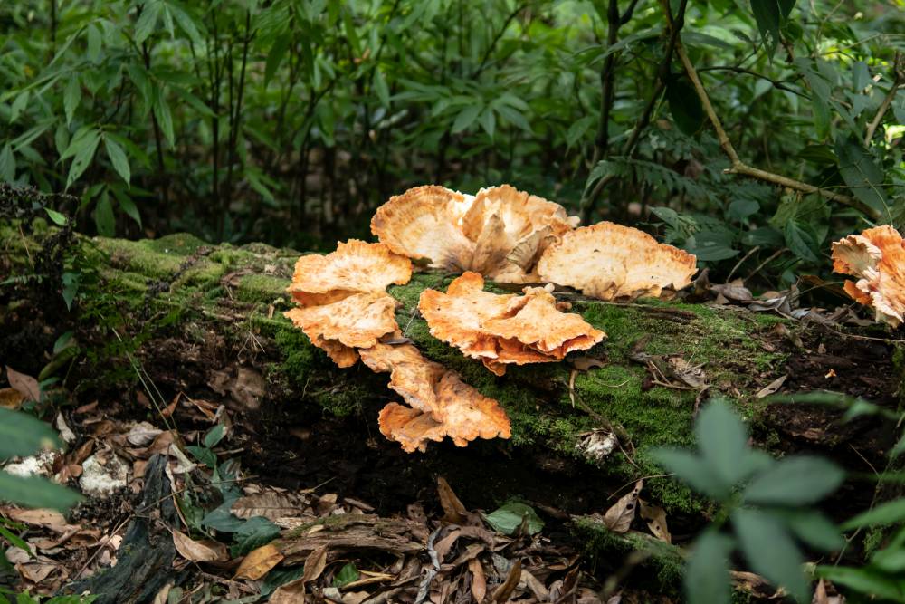 Yellow chicken mushrooms on the mossy log in the forest